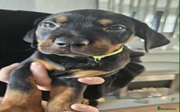 Mixed Breed dogs for sale: Rottweiler x American Staffy Puppies - Image 8