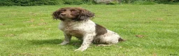 English Springer Spaniel dogs for sale: Working English Springer Spaniel puppies in Wrexham - Advert 6