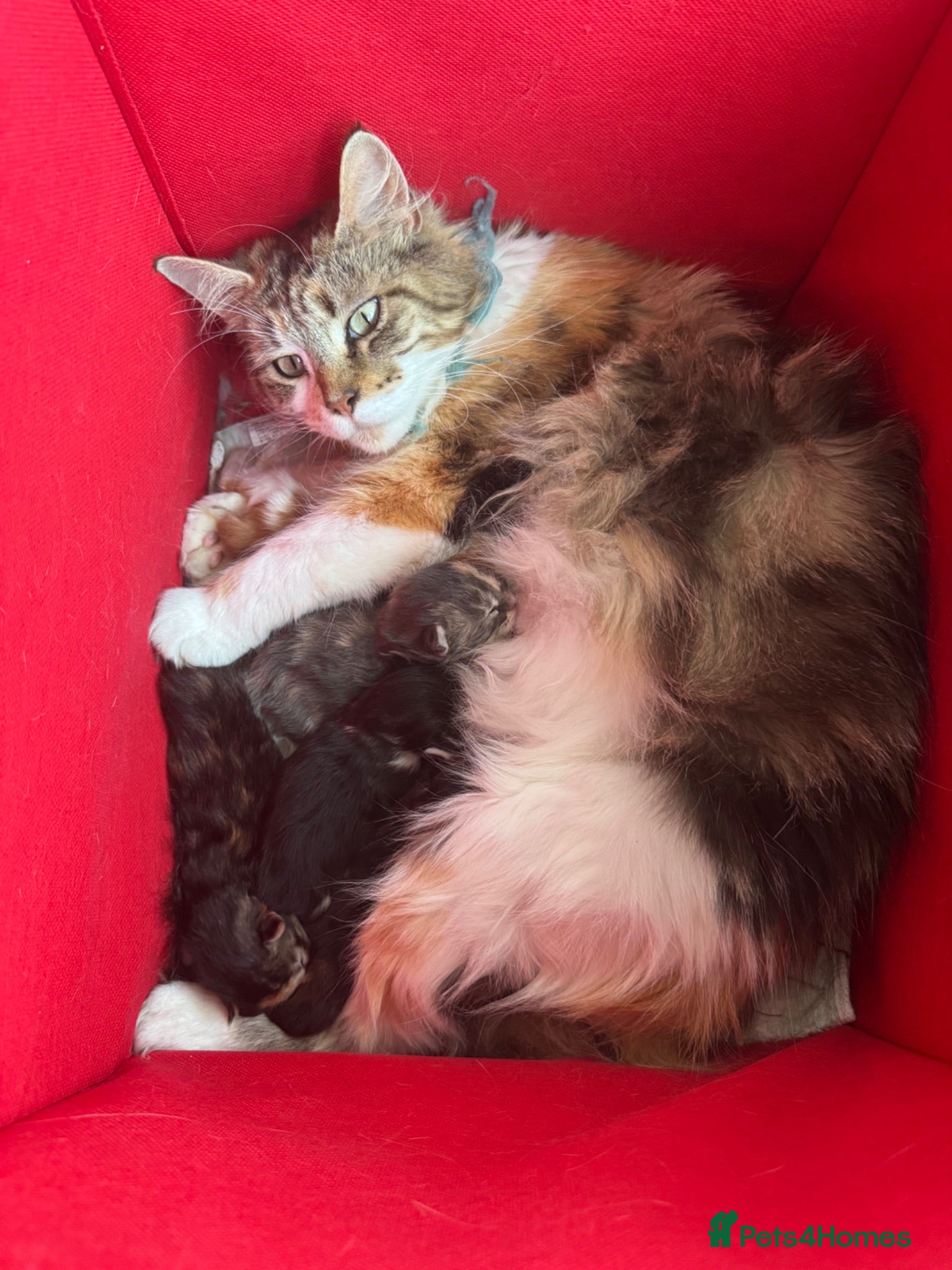 Maine Coon cats Gorgeous Maine Coon Kittens Ready for Loving Homes - Advert 7