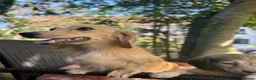 Miniature Dachshund dogs for sale: 🐶 Cream KC Miniature Long haired Dachshund  🐶  - Advert 9