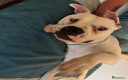 American Bull Staffy dogs for sale: Male bulldog - Image 7
