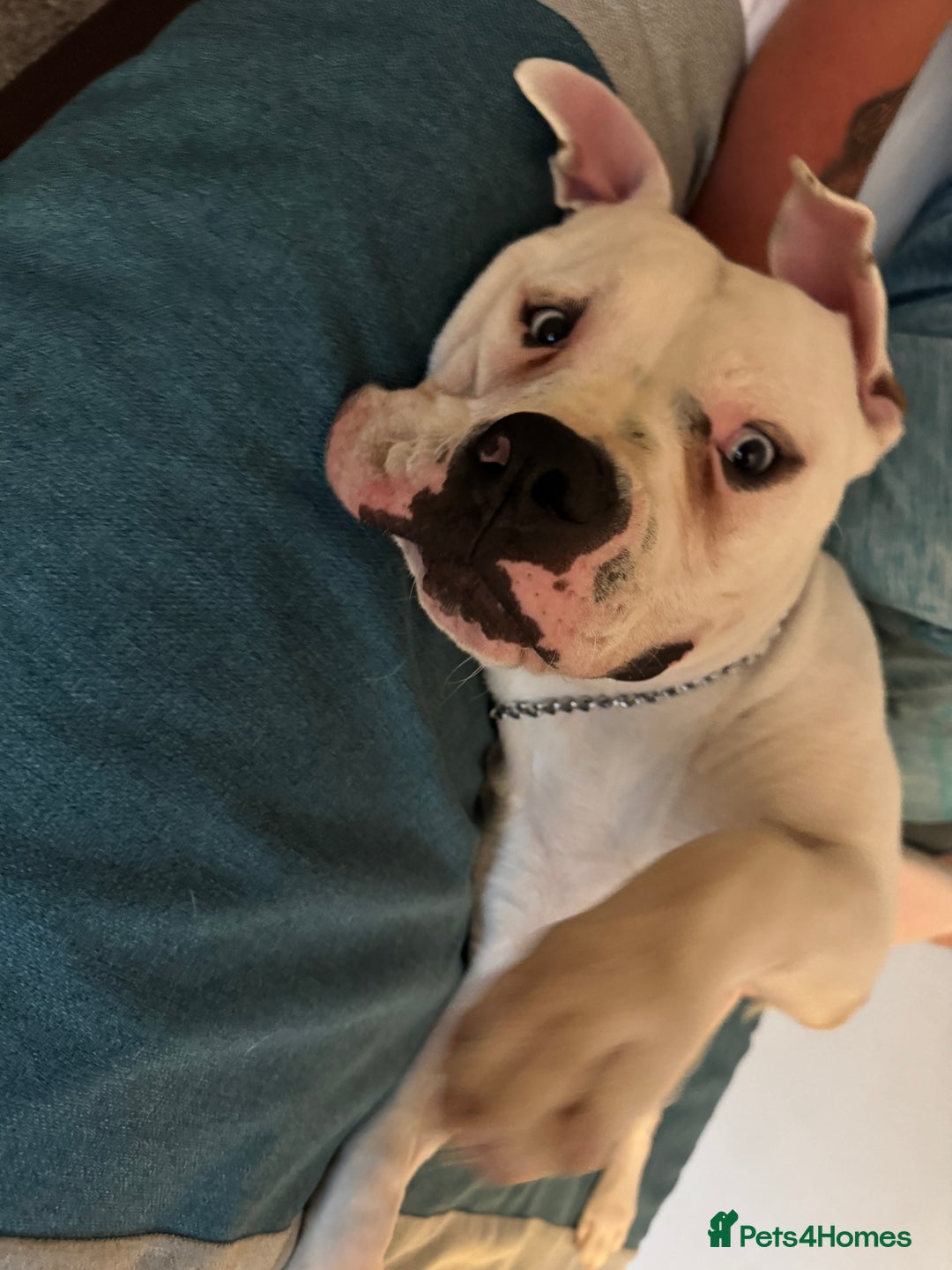 American Bull Staffy dogs for sale: Male bulldog - Image 7