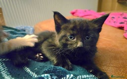 Mixed Breed cats for sale: Beautiful Kittens  - Image 25