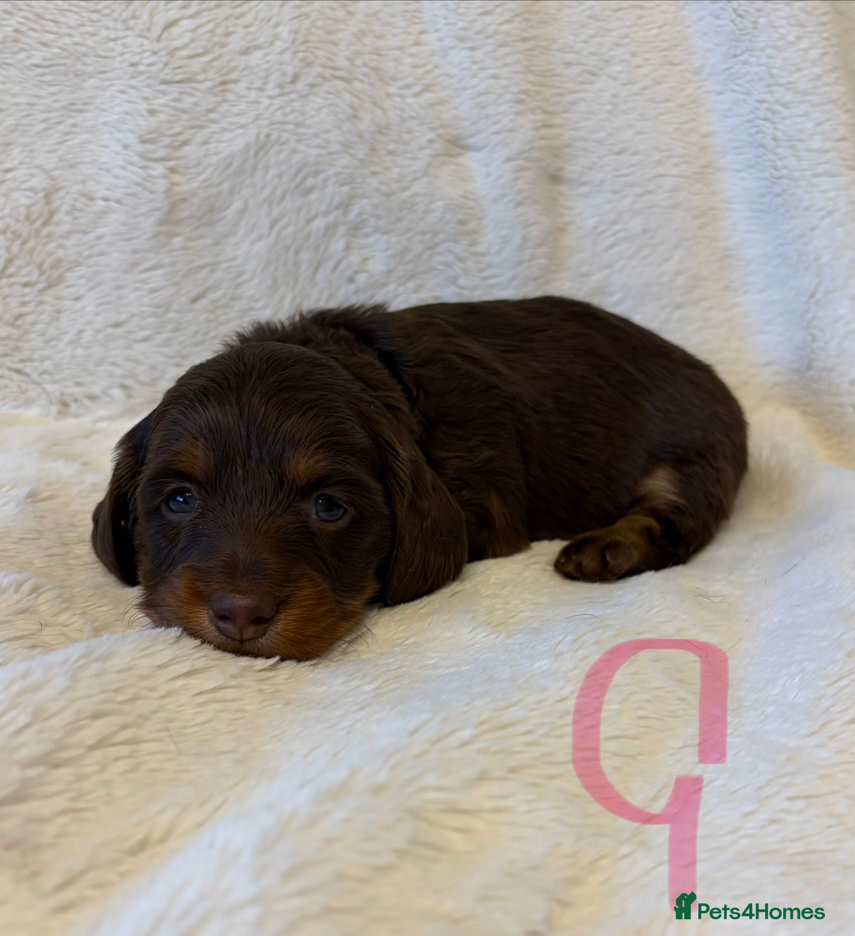 Miniature Dachshund dogs Miniature dachshund  - Advert 2