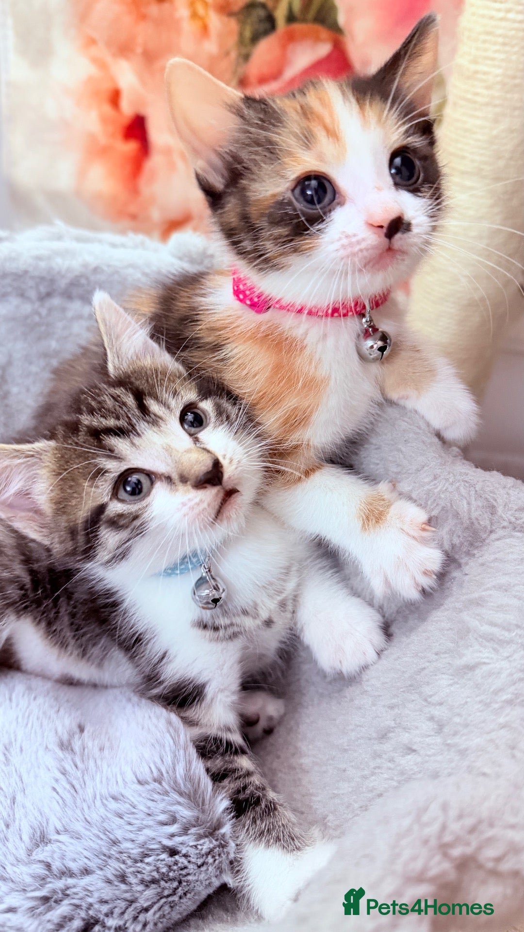 Mixed Breed cats 🩶Ragamuffin crossed Bengal kittens🩶 - Advert 15
