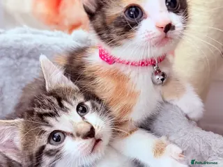 Mixed Breed cats 🩶Ragamuffin crossed Bengal kittens🩶 - Advert 15
