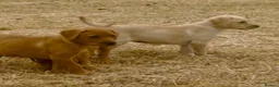 Labrador Retriever dogs for sale: KC Reg Labrador pups Working Traditional Chunky - Advert 18