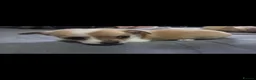 Pomchi dogs for sale: Pamchi puppys family pets  in Wigan - Advert 5