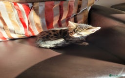 Domestic Shorthair cats for sale: Lovely tabby boy  - Image 5