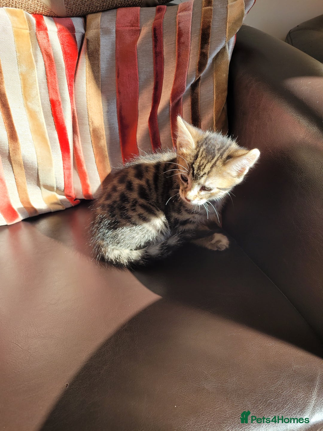 Domestic Shorthair cats for sale: Lovely tabby boy  - Image 5