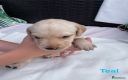 Labrador Retriever dogs for sale: Gorgeous Labrador Puppies for Sale  - Image 12