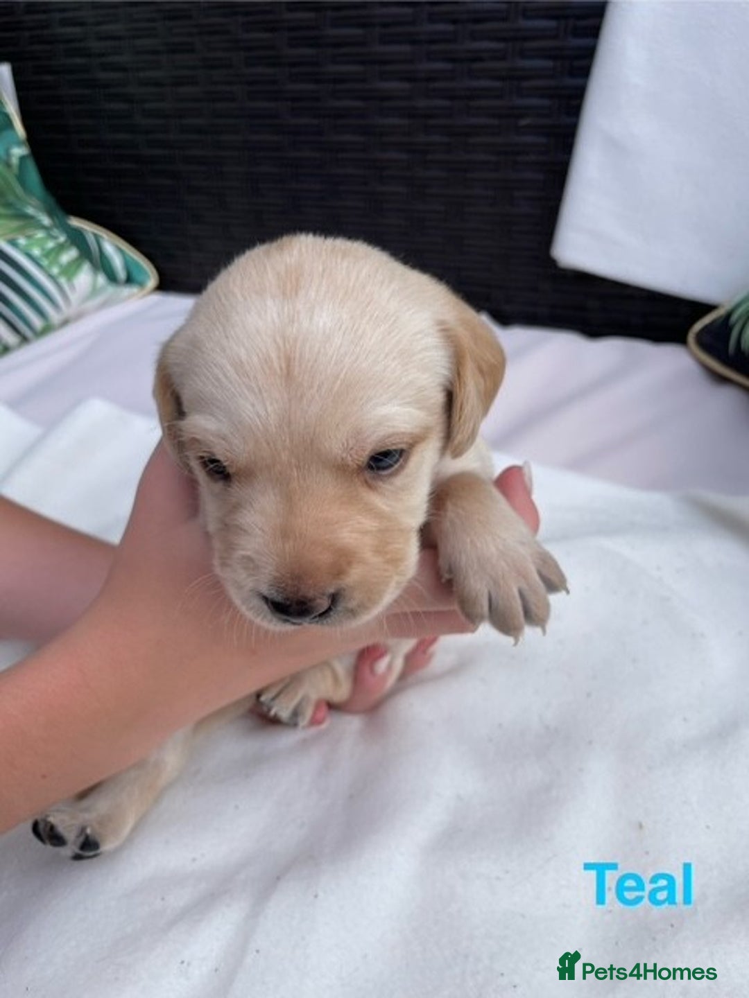 Labrador Retriever dogs for sale: Gorgeous Labrador Puppies for Sale  - Image 12
