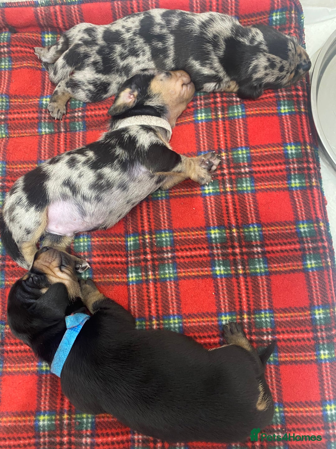 Dachshund dogs for sale: Dachshund pups 3 boys left  in Bootle - Image 12