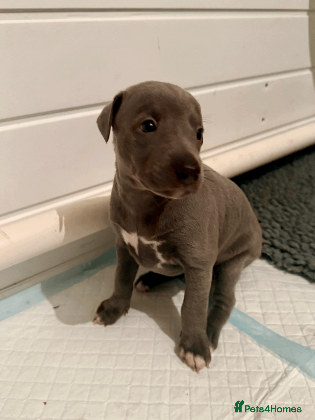 Mixed Breed dogs for sale: 5 stunning Whippet Bedlington pups.  - Advert 17