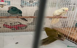 Parakeets birds for sale: Young female kakariki  - Advert 24