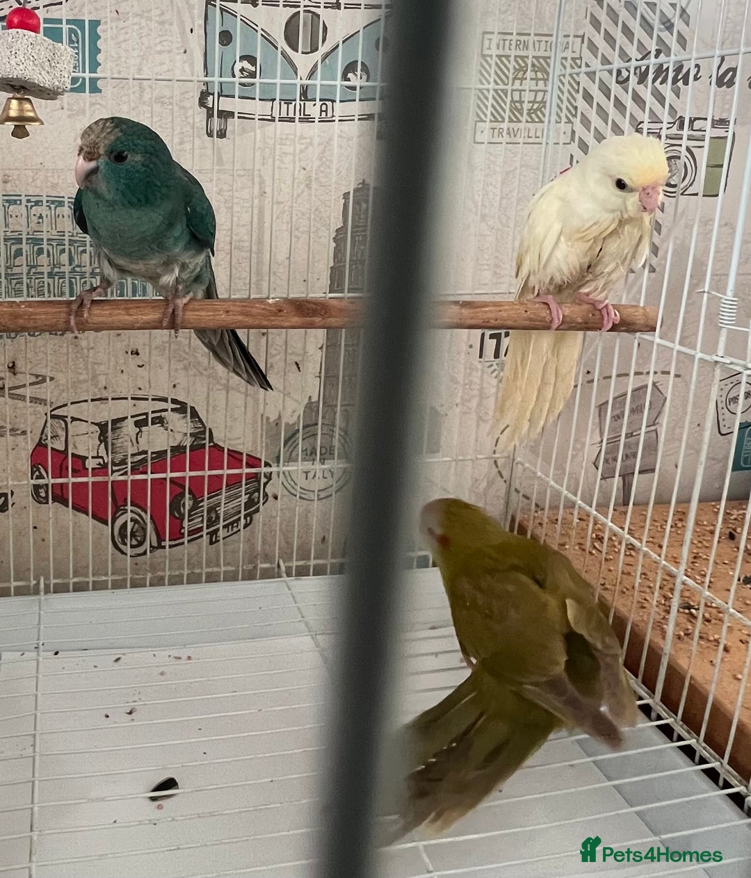 Parakeets birds for sale: Young female kakariki  - Advert 24