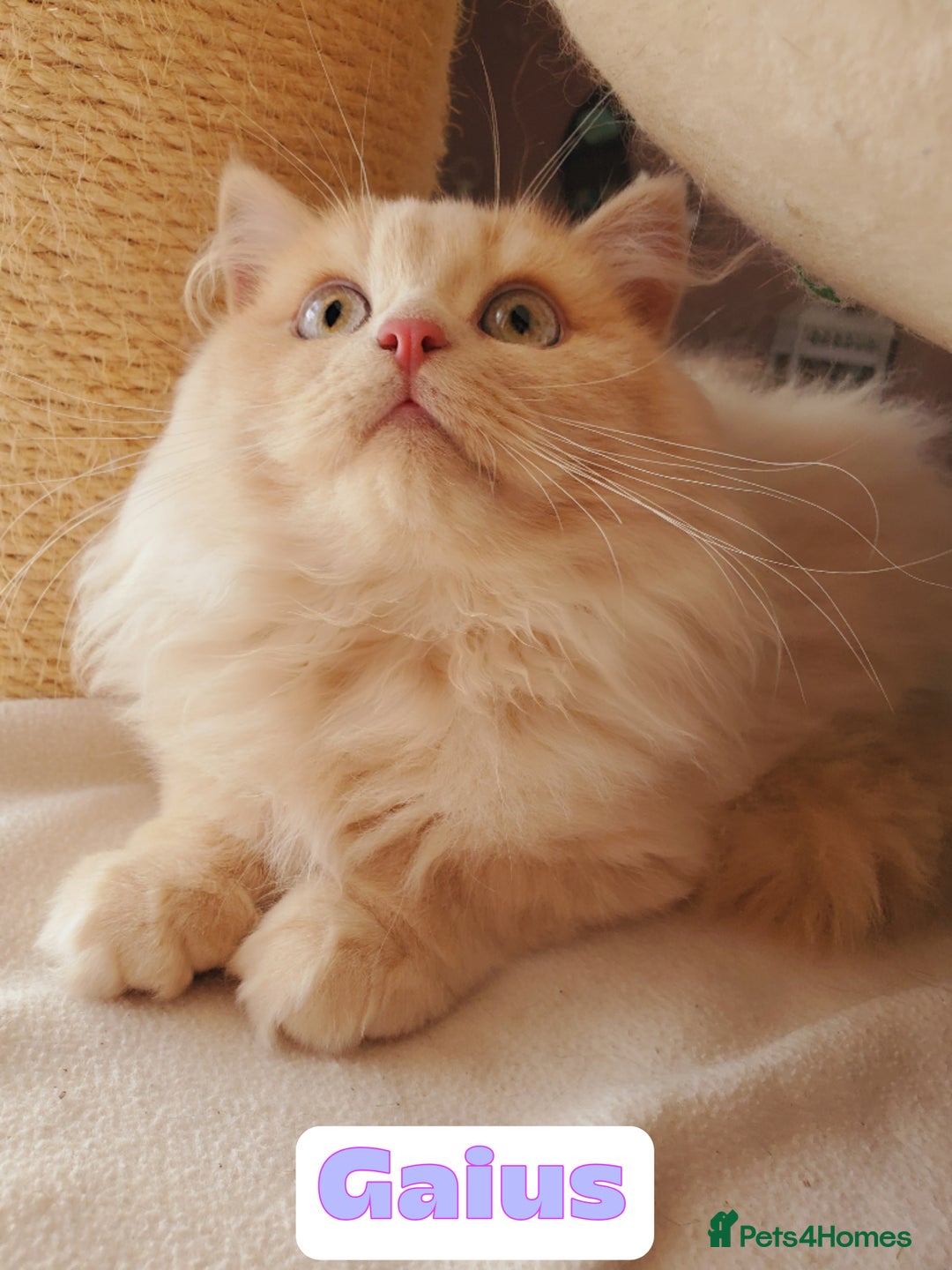 British Shorthair cats for sale: 🌞 last kitten Reduced PRICE British L/H boy  🐾 - Image 2