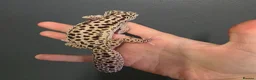 Leopard Gecko reptiles for sale: Lovely leopard gecko in Hitchin - Advert 5