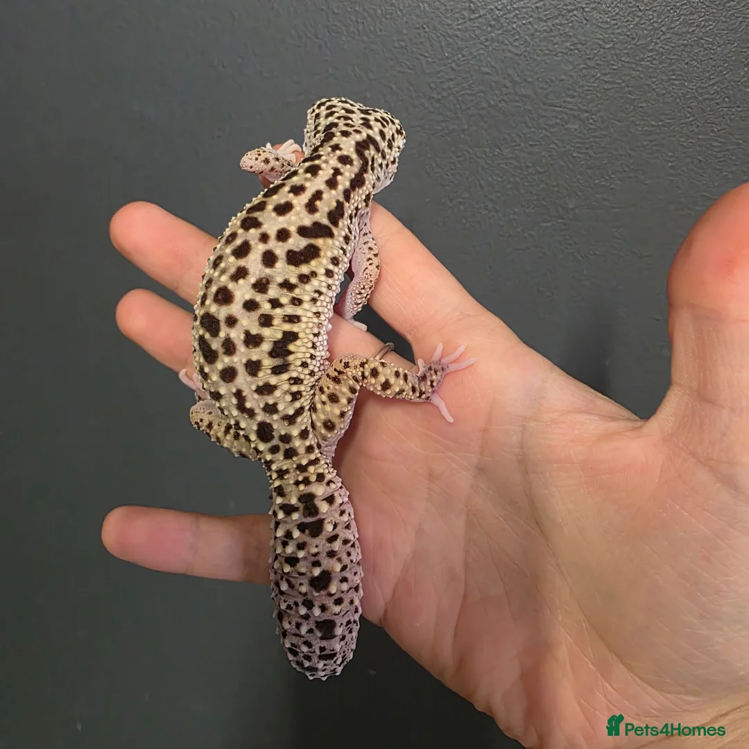 Leopard Gecko reptiles for sale: Lovely leopard gecko in Hitchin - Advert 5