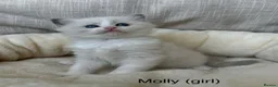 Ragdoll cats for sale: Gorgeous ragdoll kittens - Advert 13