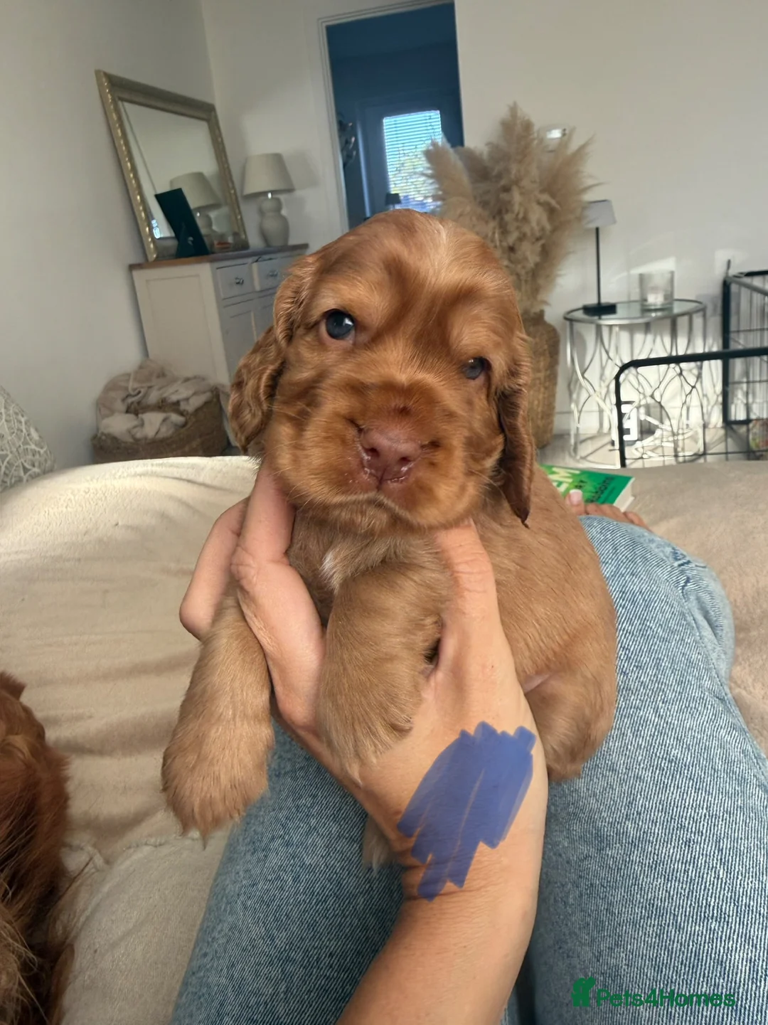 Cocker Spaniel dogs for sale: 1 Girl left 🩷 KC Reg Show Cocker Spaniel Puppies  - Advert 2