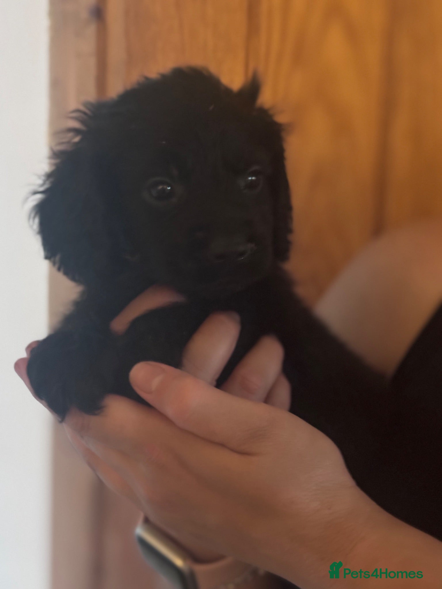 Cockapoo dogs  2 Beautiful cockapoo puppies left 🐶  - Advert 7