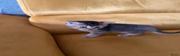 British Shorthair cats for sale: Gorgeous BSH Chinchilla Kittens  - Advert 6