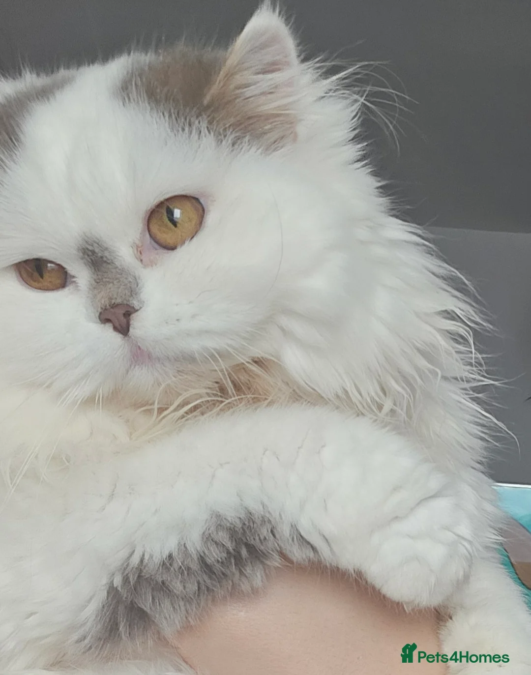 Scottish Fold cats for sale: The Beautiful Scotch Fold - Advert 5