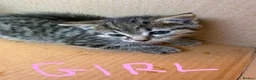 Domestic Shorthair cats for sale: 5 kittens(i can give for free aswell) in London - Advert 6