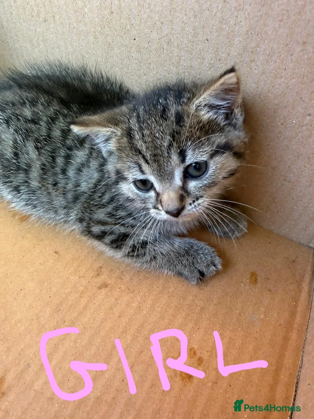 Domestic Shorthair cats for sale: 5 kittens(i can give for free aswell) in London - Advert 6