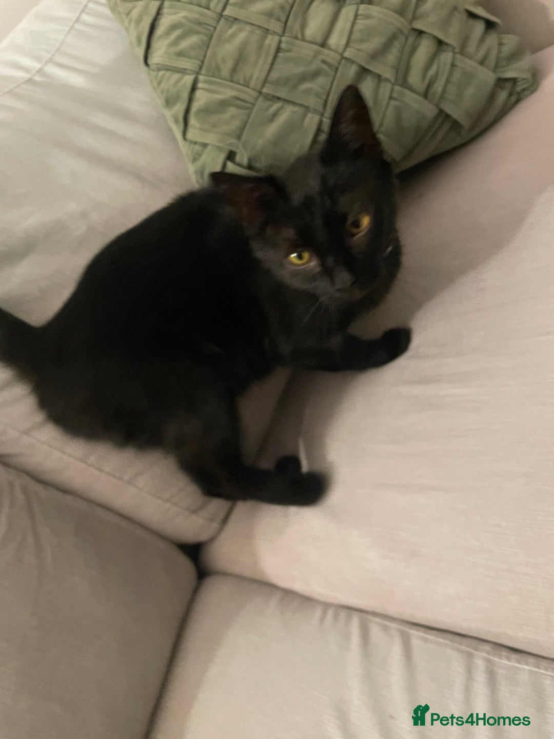 Mixed Breed cats for sale: Black cat looking for her forever home.  - Advert 2