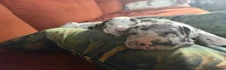 Great Dane dogs for sale: Great Dane puppies for sale  in Wakefield - Advert 14