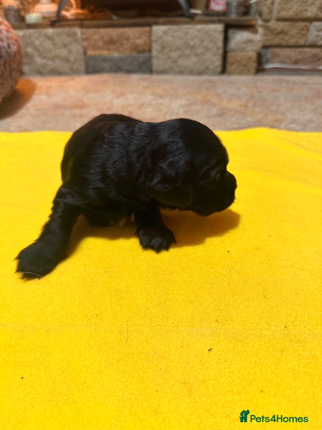 Mixed Breed dogs for sale: Beautiful Labradoodle x Cocker Spaniel Puppies - Advert 9