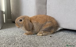 Mini Lop rabbits for sale: Mini Lops - Image 11