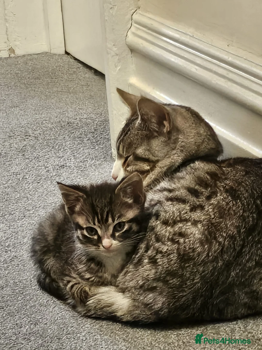 Mixed Breed cats for sale: Mixed breed - Advert 2