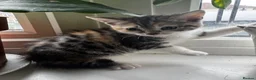 British Shorthair cats for sale: Bengal x British short hair  - Advert 25
