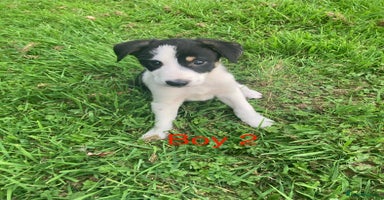 Mixed Breed dogs - Advert 7