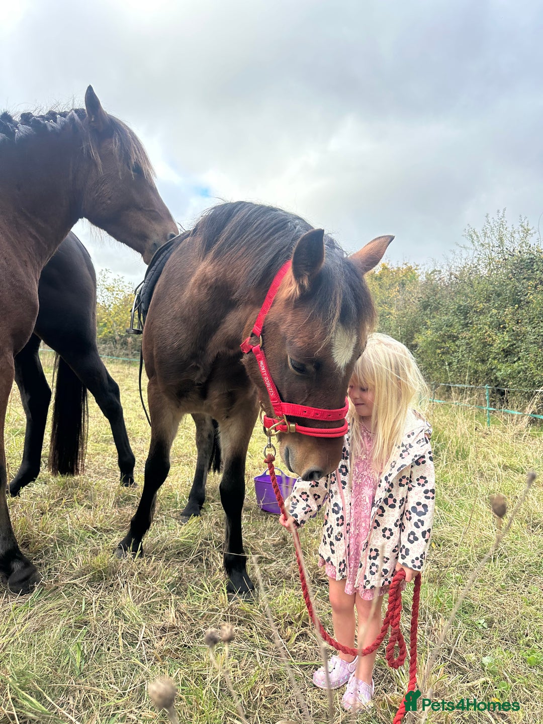 New Forest horses for sale: Rising 4 new forest gelding - Advert 3