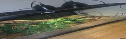 Python Snake reptiles for sale: Royal Python and full setup in Whitby - Advert 3