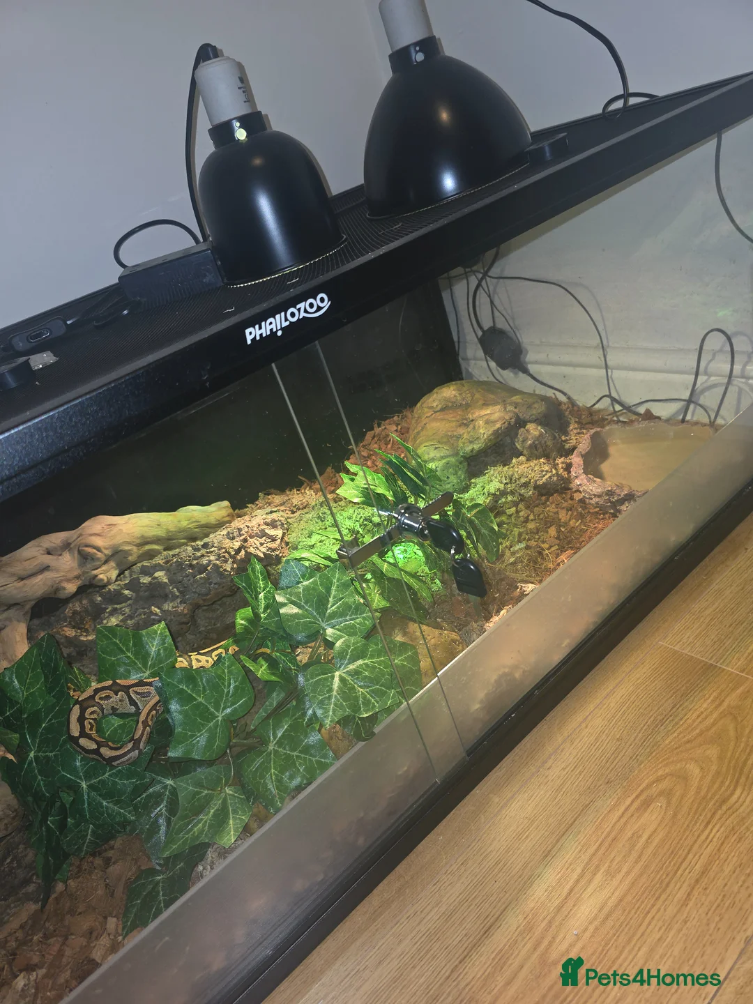 Python Snake reptiles for sale: Royal Python and full setup in Whitby - Advert 3