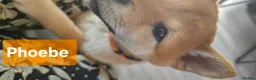 Japanese Shiba Inu dogs for sale: 3 stunning Shiba Inu puppies  - Advert 2