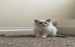 Ragdoll cats for sale: Purebred Male Ragdoll for sale - Image 9