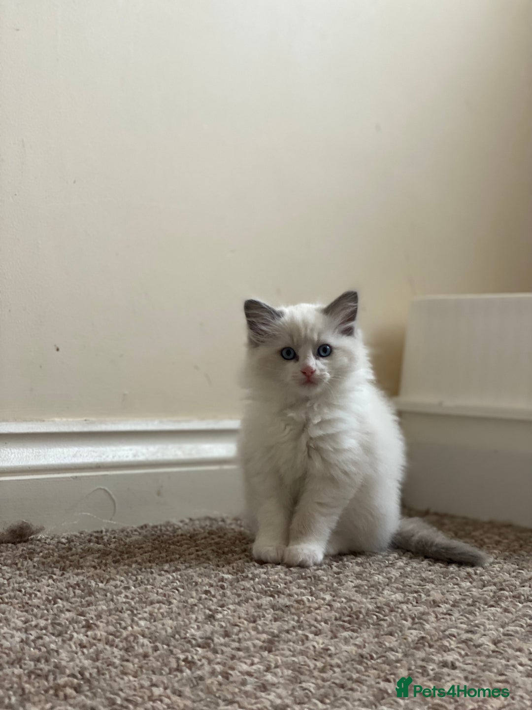 Ragdoll cats for sale: Purebred Male Ragdoll for sale - Image 9