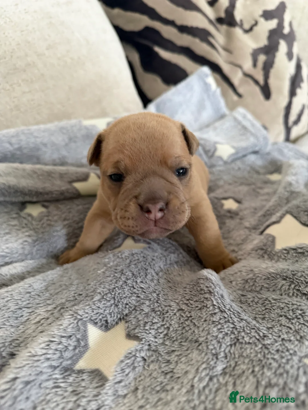 Old Tyme Bulldog dogs for sale: Old Tyme English Bulldog Puppies - Advert 18