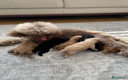 Toy Poodle dogs for sale: Toy poodles (5 girls and 2 boys) - Image 17