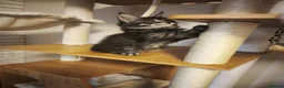 Maine Coon cats for sale: Beautiful Maine Coon kittens - Advert 3