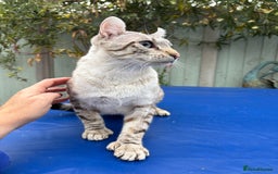 Keetso cats for sale: Superb polydactyl curled eared Keetso girl  - Image 15