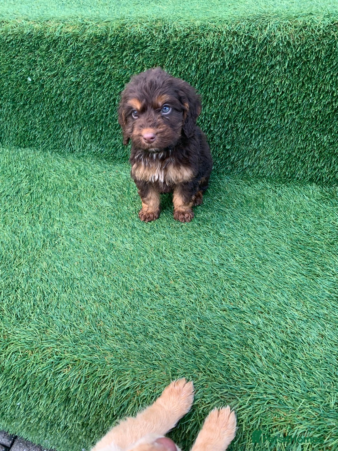 Cockapoo dogs for sale: Cockerpoo puppies  - Advert 1