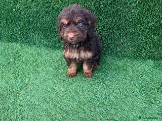 Cockapoo dogs Cockerpoo puppies - Advert 5