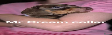 Mr Cream collar Chocolate/Tan